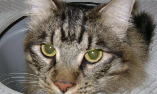 MetaSlider_Pet-Client-5
