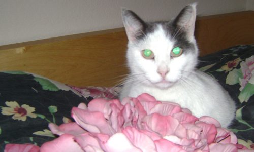 MetaSlider_Pet-Client-7